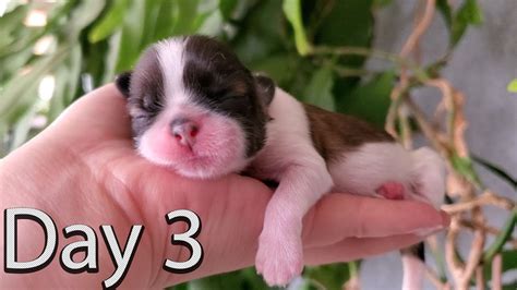 Day 3 New Born Shih Tzus Puppies Youtube