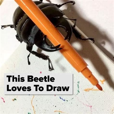 Spike A Beetle That Loves To Draw Beetle Art Stag Beetle Beetle