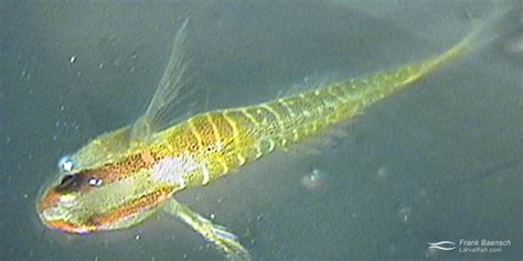 Green Banded Goby Culture Fish Culture Research