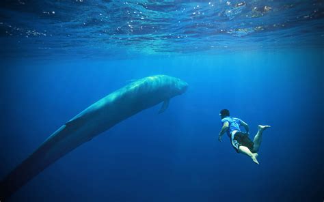 Swim With Giant Blue Whales And Promote Their Conservation Fox News