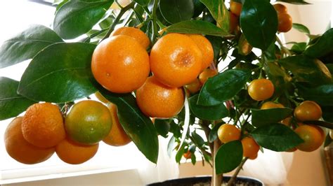 23 How To Grow Orange Seed Pictures