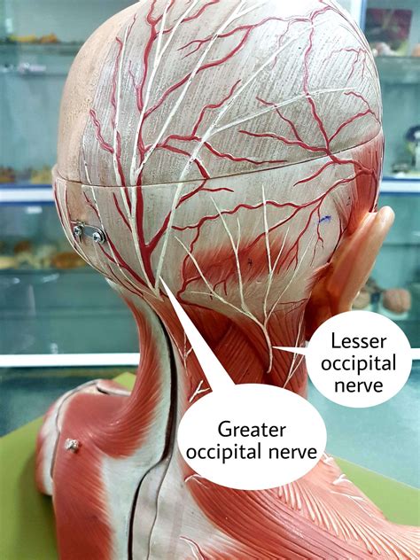 The Importance Of The Greater Occipital Nerve In The