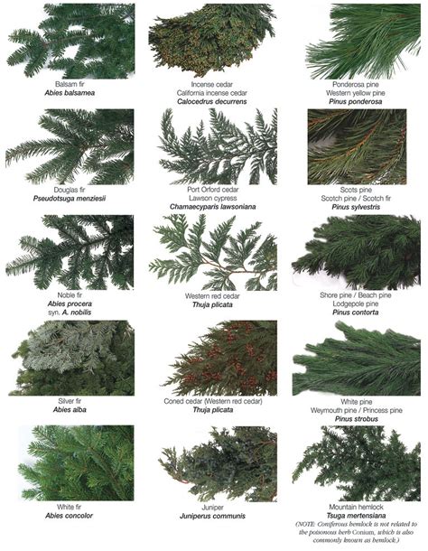 Different Types Of Evergreen Trees Complete Buying Guide For
