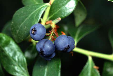 Free Images Fruit Berry Food Produce Macro Blueberry Blue