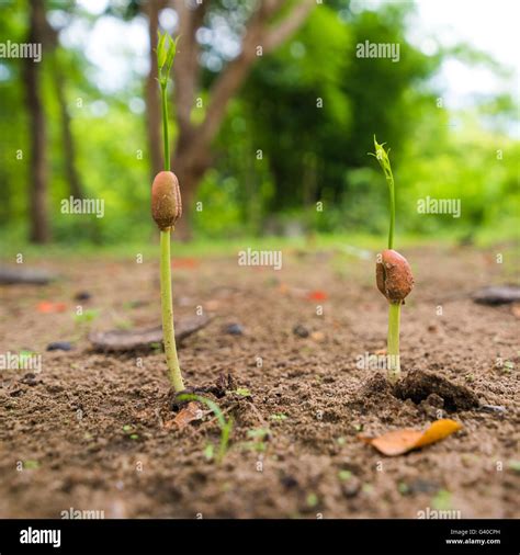 Plant Seed Hi Res Stock Photography And Images Alamy