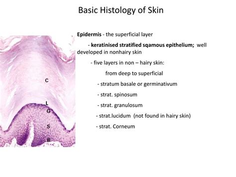 Ppt Intergumentary System Powerpoint Presentation Free Download Id