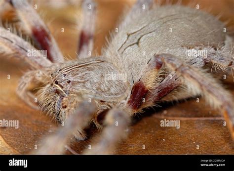 Large African Spider Up Close Stock Photo Alamy
