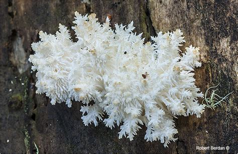 Edible Coral Mushrooms All Mushroom Info