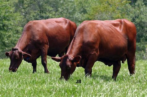 Santa gertrudis cattle are a tropical beef breed of cattle developed in southern texas on the king ranch. Tideland Farm | Tideland Farm Santa Gertrudis Cattle