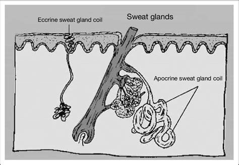 Scheme Of Human Sweat Glands Download Scientific Diagram