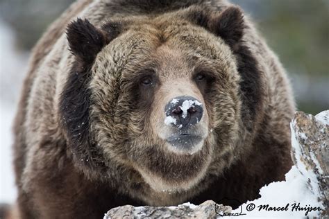 Marcel Huijser Photography Rocky Mountain Wildlife Large Grizzly