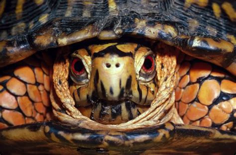 Eastern Box Turtle Habitat Where Do They Live And Why