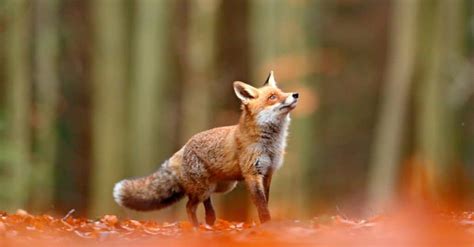 Grey Fox Vs Red Fox What Are The Differences A Z Animals