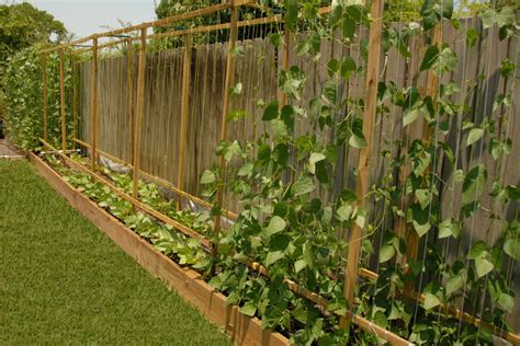How To Build A Trellis For Growing Pole Beans Learn How To