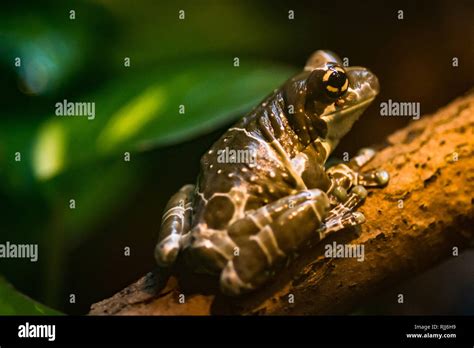 Dumpy Frogs High Resolution Stock Photography And Images Alamy