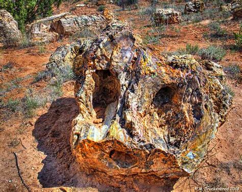 Fragments Of Petrified Trees At Escalante Petrified Forest Flickr