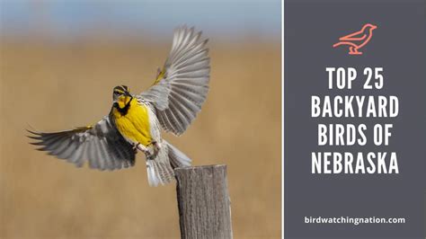 Top 25 Exciting Backyard Birds Of Nebraska For You To Explore