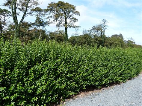 25 Green Privet Hedging Ligustrum Plants Hedge 3ft Tallquick Growing
