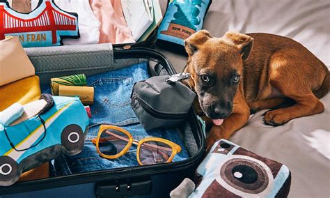 11 Tips For Traveling With A Puppy Bechewy