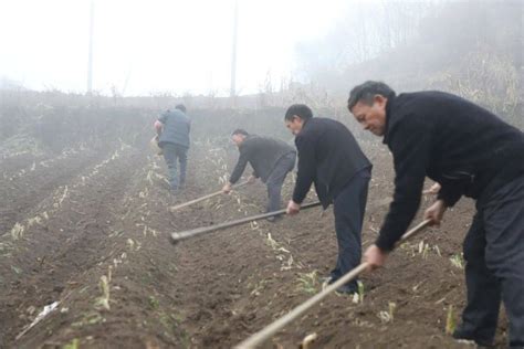 【乡村振兴示范地】宽阔：土豆套黄精 增收有信心种植宽阔镇社区