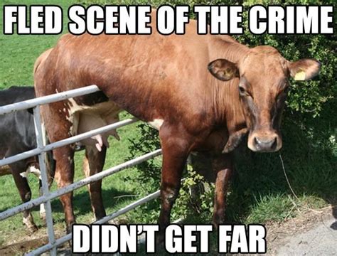 20 Fantastically Funny Cow Memes To Put You In A Happy Moo D I Can