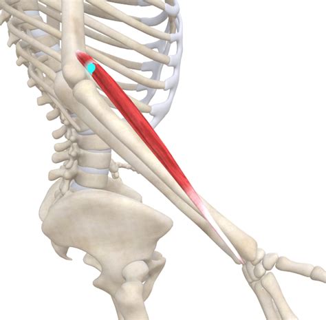 Trigger Point Of The Week Brachioradialis