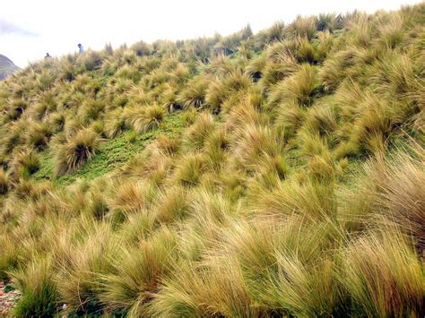 Animales Y Plantas De Perú Ichu Stipa Ichu