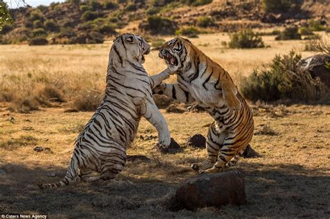 Two Female Tigers Slash And Tear At Each Other In Battle Over Territory