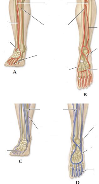 Arteries And Veins In The Lower Leg Diagram Quizlet