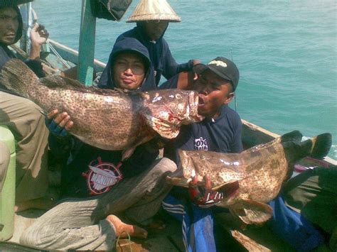 Banyaknya ikan laut di indonesia membuat variasi olahan masakannya sangat beragam. Memancing: TEKNIK MANCING IKAN KERAPU