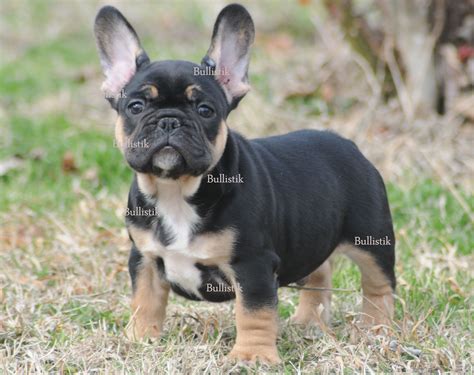 What makes french bulldog love® products so special? Tycoon - Blue French Bulldogs by Bullistik