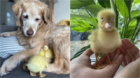 Can Ducks Live With Dogs