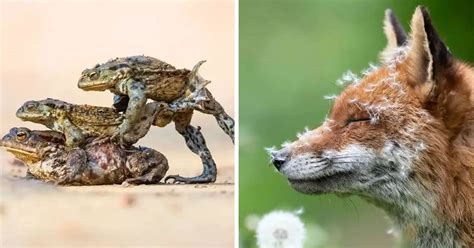 25 Pictures From The 2023 British Wildlife Photography Awards That Will
