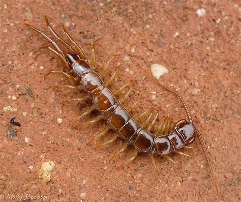 Stone Centipede Lithobius Forficatus Bugguidenet