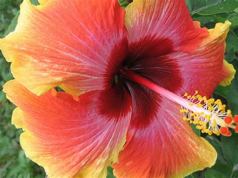 Tropical Hibiscus Orange Collection Choose One 1 Single Double