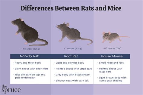 The Difference Between Rats And Mice And Why It Matters