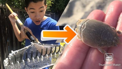 How To Make A Sand Flea Rake To Catch Sand Fleas Free Bait Youtube