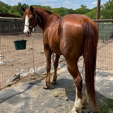 Kansas Sorrel Quarter Horse Gelding For Sale In Weatherford Texas