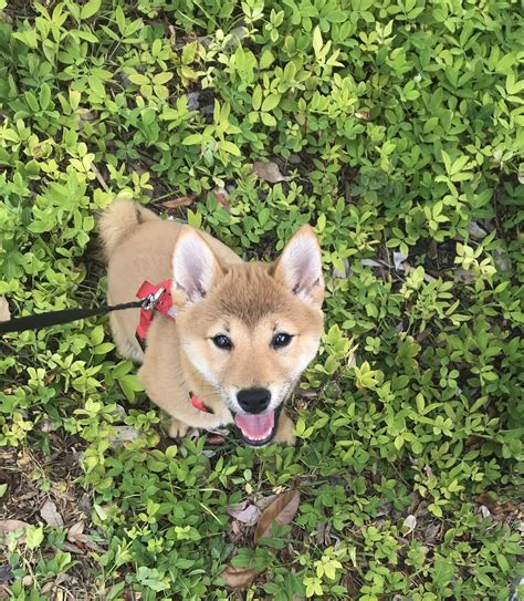 Color:shiba inu breed may be red, sesame, black and tan or white with cream markings. Shiba Inu Puppies For Sale | West Palm Beach, FL #300625