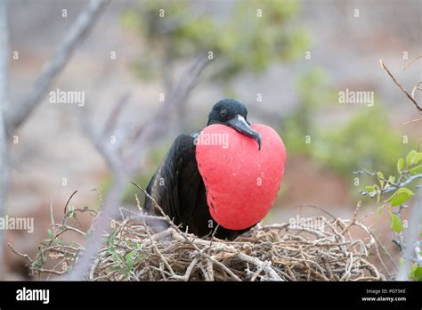 Frigate Bird In Galapagos Islands Stock Photo Alamy
