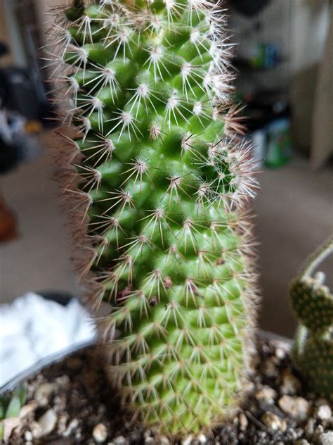 Which usually take up space the size of a hand, are preferred for decoration in many indoor and outdoor places because of easy to. What is this little nub my cactus is growing? : cactus