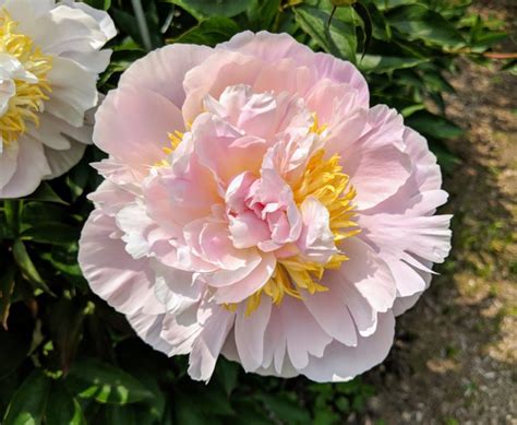 The Blooming Herbaceous Peonies The Martha Stewart Blog
