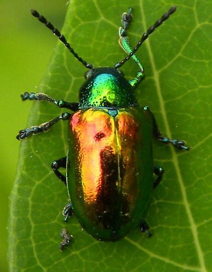 Pennsylvania Beetle Chrysochus Auratus Bugguidenet