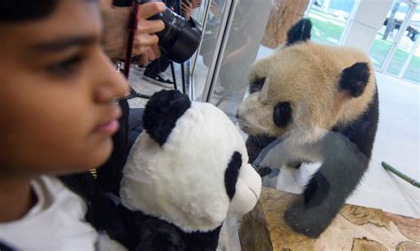 Chinese Giant Pandas Arrive In Qatar On 1st Trip To Mideast Global Times