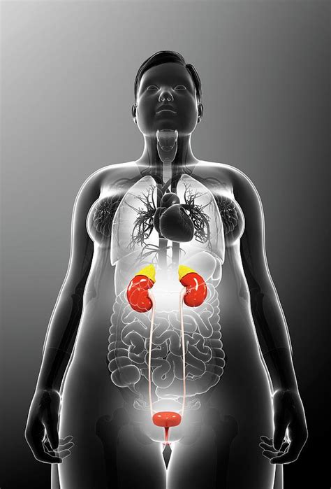 Female Urinary System Photograph By Pixologicstudio Science Photo Library Pixels