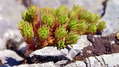 Important Information About When To Transplant Sedum Succulents Help