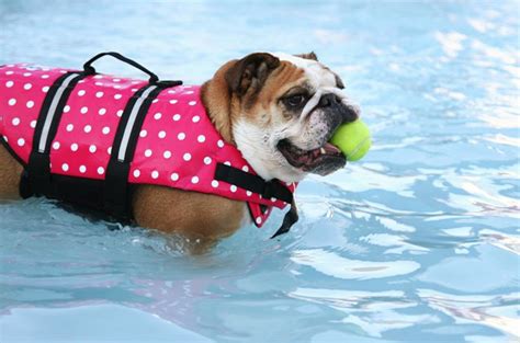Anatomical reasons why your bulldog can't swim like. 10 Bodacious Facts About Bulldogs