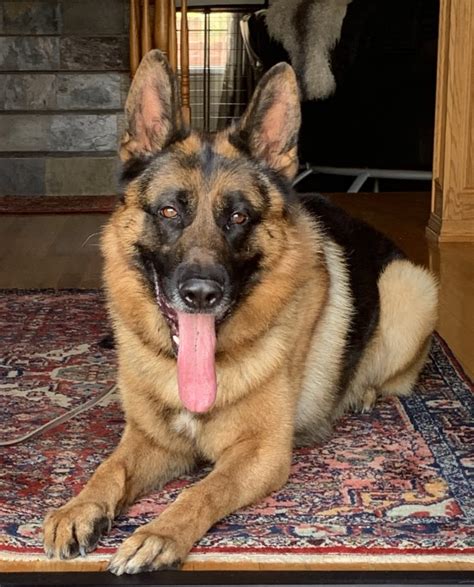 German Shepherd For Sale Protection Dogs In Los Angeles Ca
