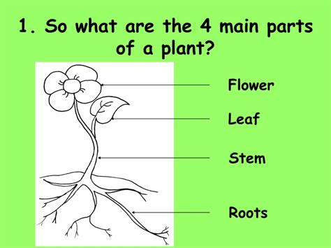 Ppt 1 Name The 4 Main Parts Of A Plant Powerpoint Presentation