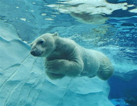 The Detroit Zoo Is Home To Massive Polar Bear Habitat In Michigan